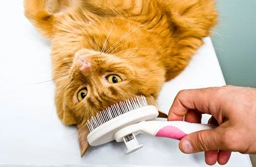 A person gently brushing a short-haired cat's fur to remove loose hair and stimulate blood circulation, part of essential cat grooming at home.