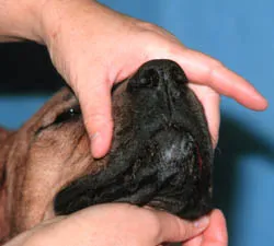 A person gently holding a dog's head, preparing to administer oral medication