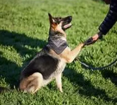 A person gently interacting with a dog, demonstrating trust and training