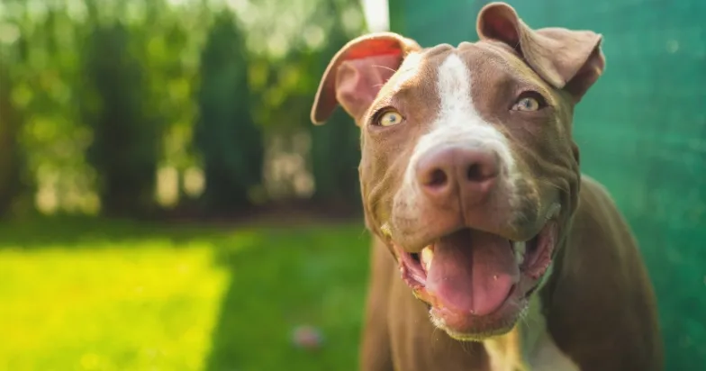 A person is teaching a Pitbull to walk politely on a leash with a training collar in an outdoor setting