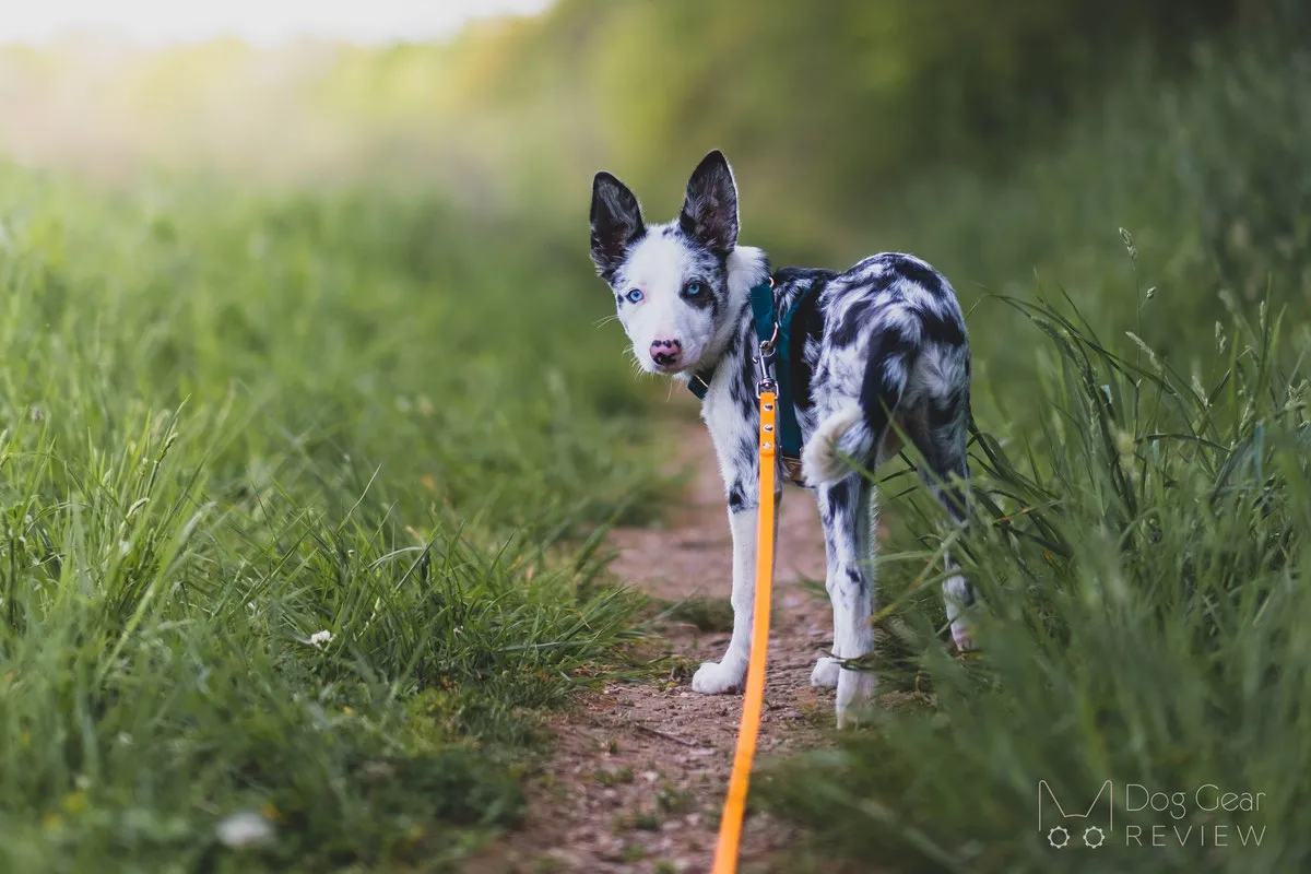 A person managing the slack of a long leash while their dog walks ahead in a grassy area, demonstrating active handling.