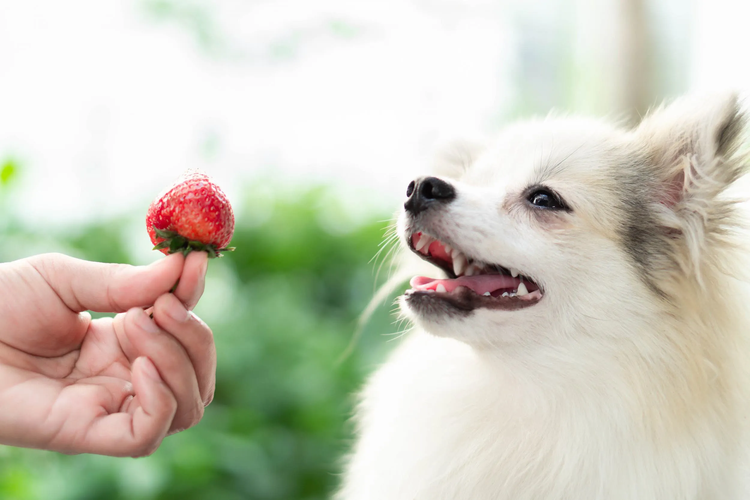 A person offers a fresh strawberry to a curious puppy, highlighting safe fruit options for canine treats.