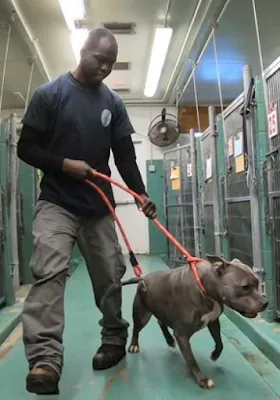 A person smiling with a happy dog, enjoying a moment of connection