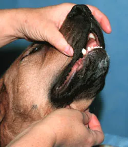 A person tilting a dog's head upwards to facilitate opening its mouth for medication