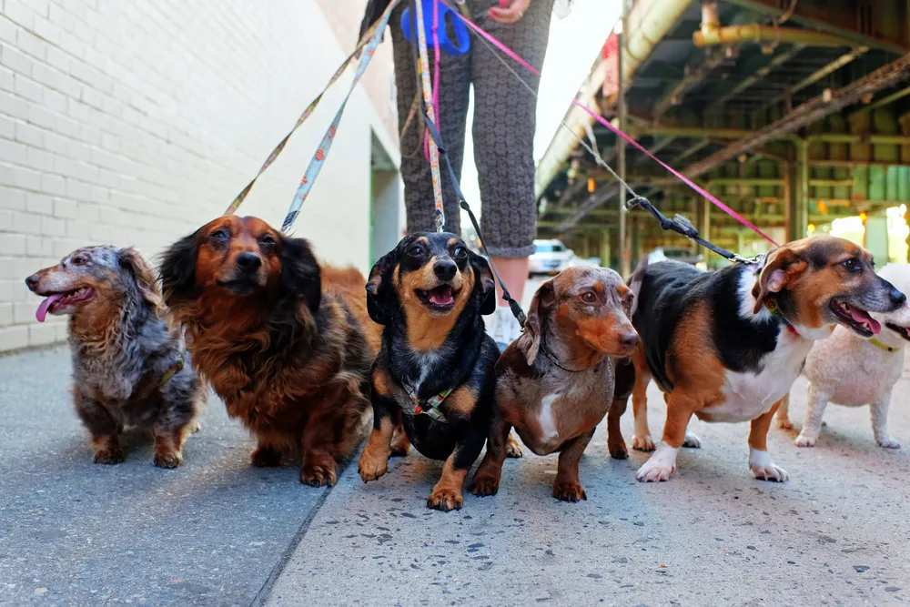 A person walking a group of enthusiastic herd dogs in a natural setting.