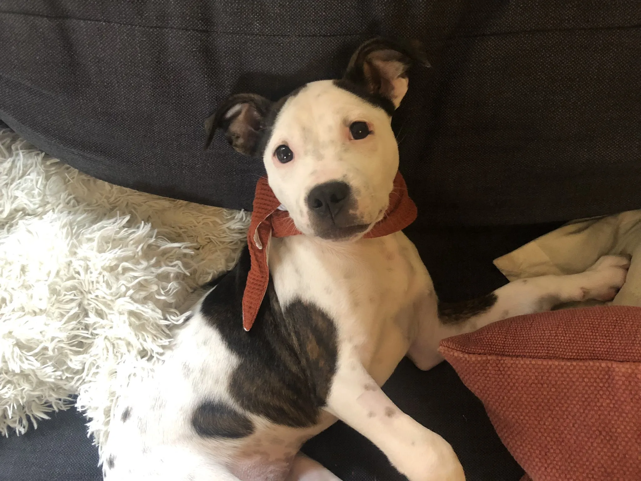 A person's hand adjusting a red bandana on a dog