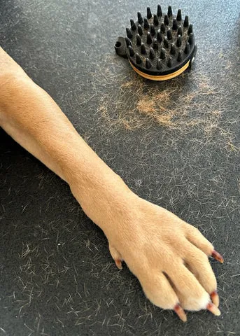 A person's hand applying a small amount of liquid, likely shampoo, onto the wet fur of a dog during bath time.