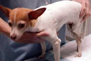 A person's hand gently palpating a dog's abdomen to locate the bladder for expression