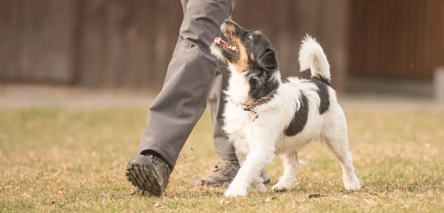 A person's hand gently touching a dog's nose, illustrating a deep, trusting bond formed through positive interaction.
