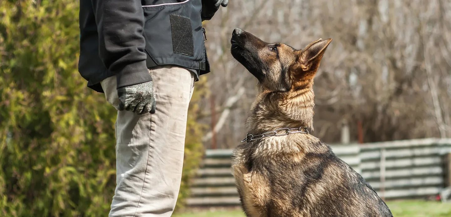 A person's hand holding treats over a dog's head, demonstrating basic obedience commands.