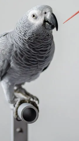 A person's hand offers a small treat to a parrot that is looking towards the treat with interest.