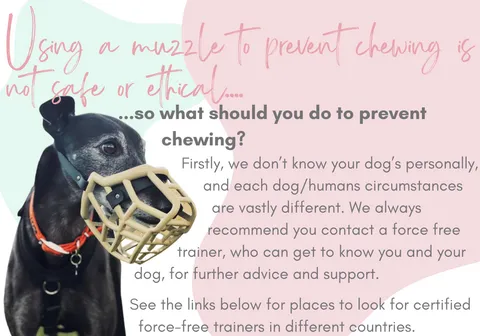 A person's hands holding a dog's head, showing affection and emphasizing the bond between guardian and dog.