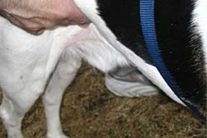 A person's hands positioned on the sides of a medium to large dog, preparing to express its bladder