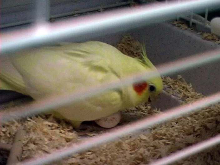 A pet cockatiel laying an infertile egg in a nest box.