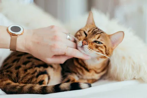 A pet owner comforting their dog at a veterinary clinic, representing emergency and urgent pet care.