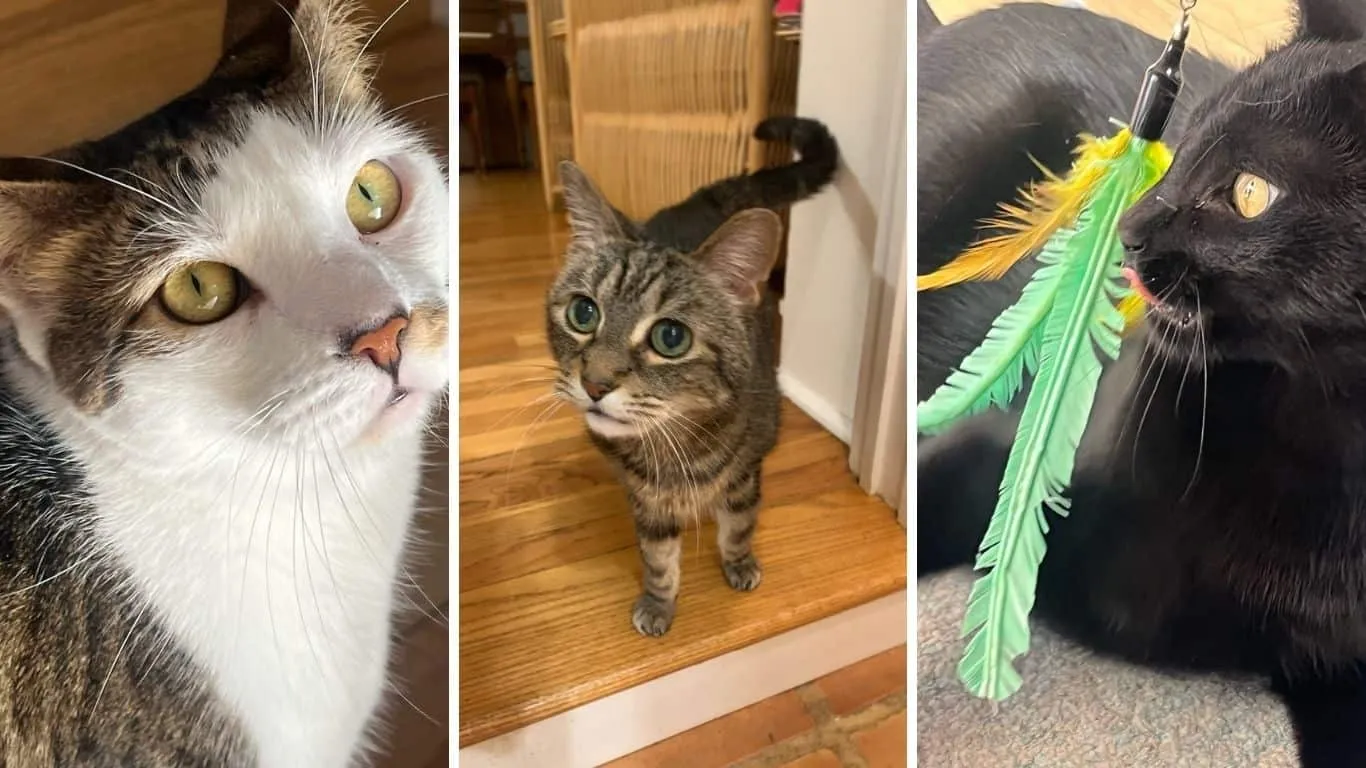 A pet sitter providing evening care, including cuddles, to a contented cat