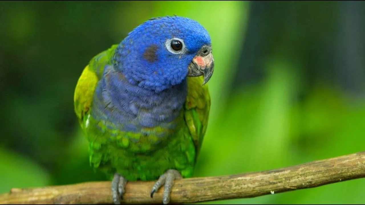 A pionus parrot with shimmering blue-green plumage, showcasing its calm and easy-going nature