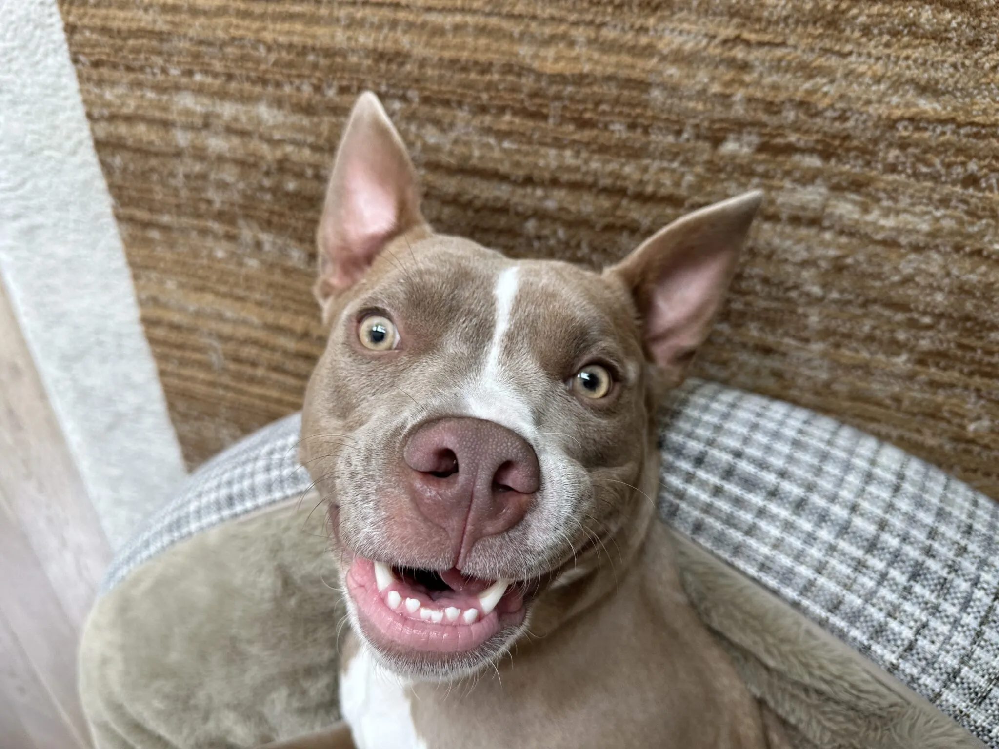 A Pitbull dog wearing a leash, looking attentive during a training session.