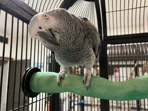A plastic perch with a sandy texture provides an alternative for nail trimming and foot stimulation.