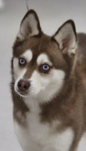 A playful Alaskan Klee Kai puppy sitting on a wooden floor, looking attentively