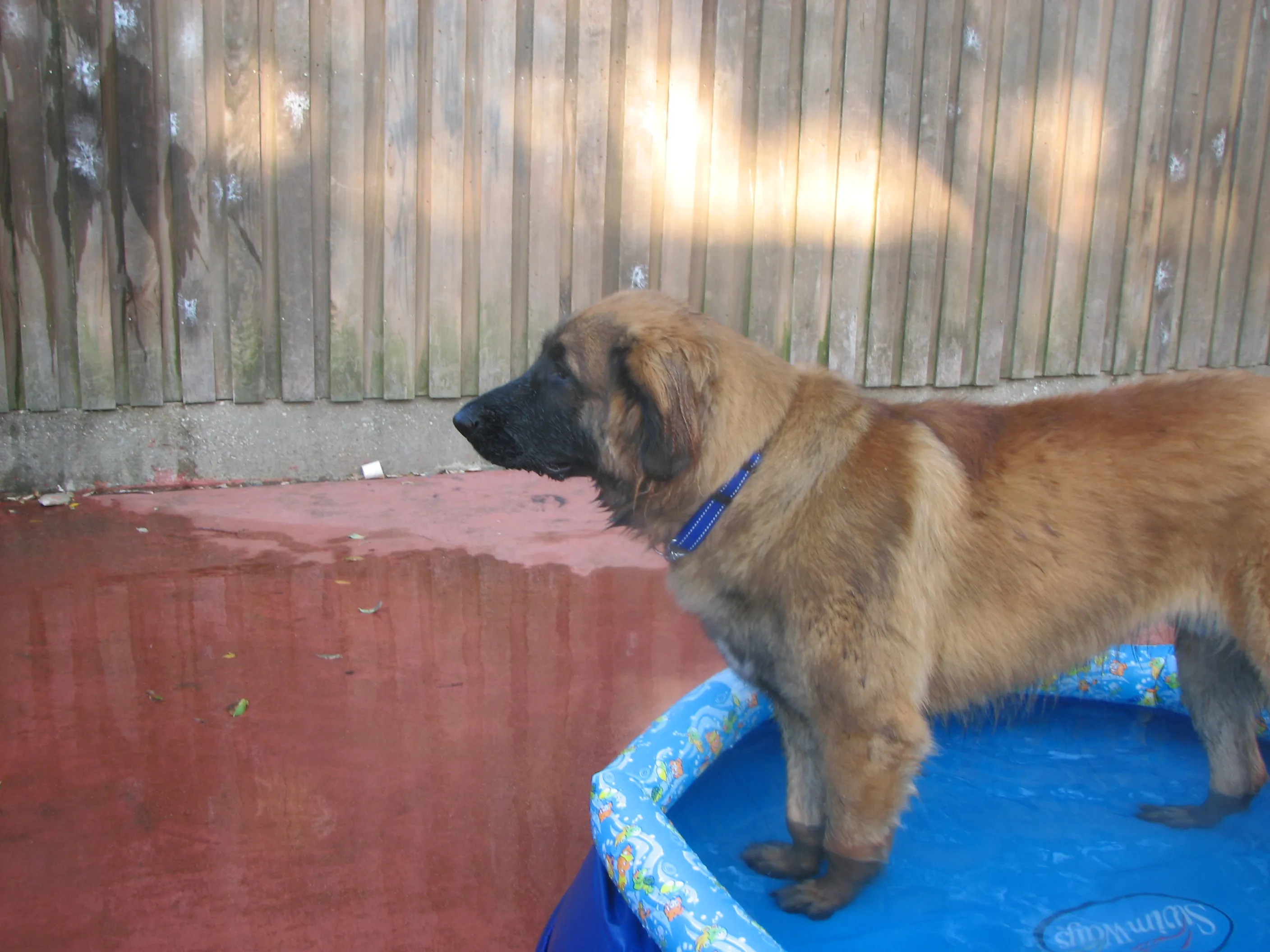 A playful Australian Shepherd standing in a small blue kiddie pool, splashing water with evident joy and making a delightful mess.