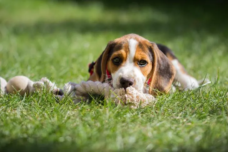 A playful Beagle puppy resting on lush green grass with a textured rope toy.