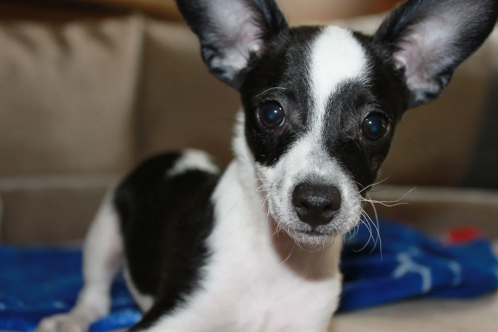 A playful black and white Jack Russell Terrier Chihuahua mix puppy chasing a red laser pointer dot on the floor.