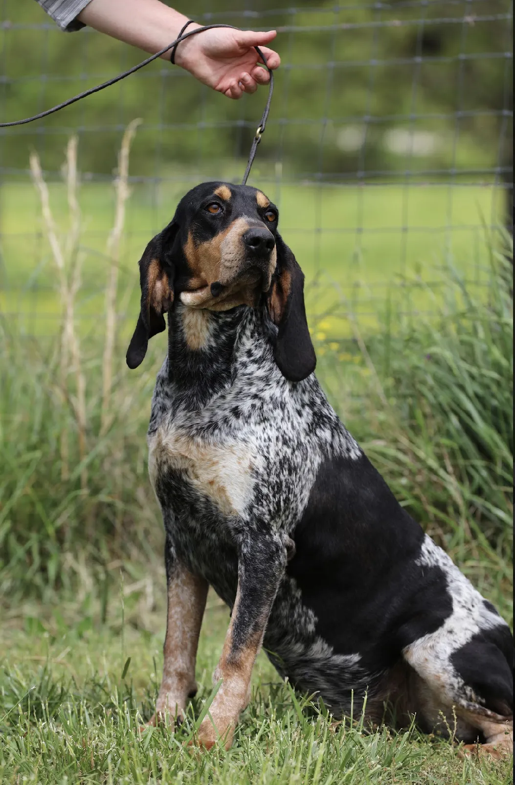A playful Bluetick Coonhound puppy exploring its surroundings with curiosity and energy.