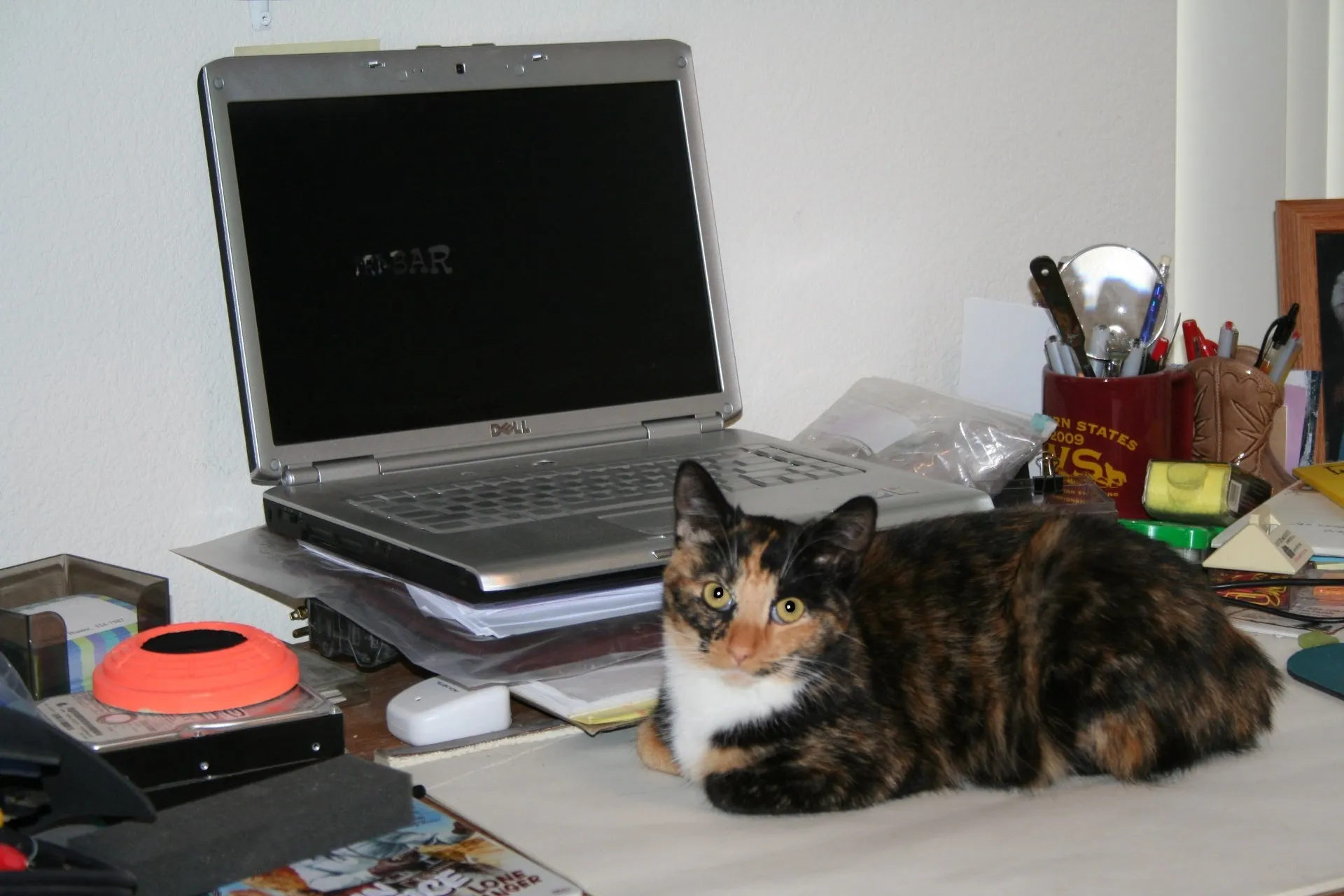 A playful cat named Joey, with striking tabby markings, looking directly at the camera.