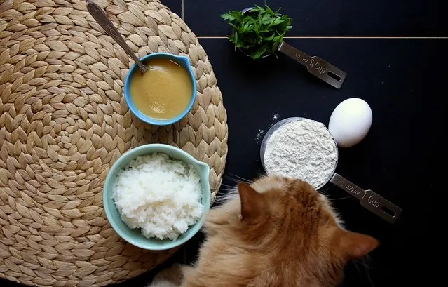 A playful cat with grey fur gently sniffs a bowl containing the freshly prepared dough for homemade cat treats, curious about the ingredients.