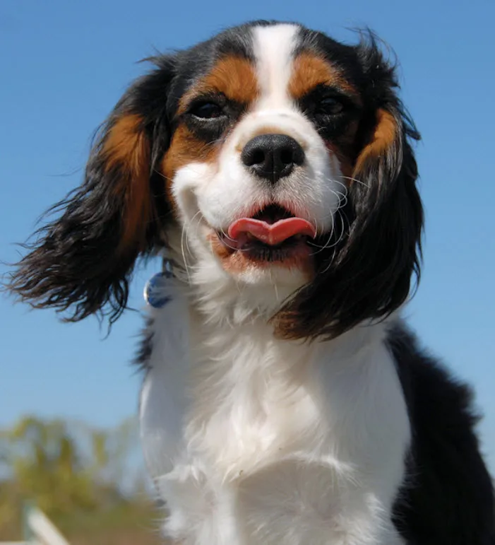 A playful Cavalier King Charles Spaniel puppy resting comfortably indoors, showing its characteristic features.