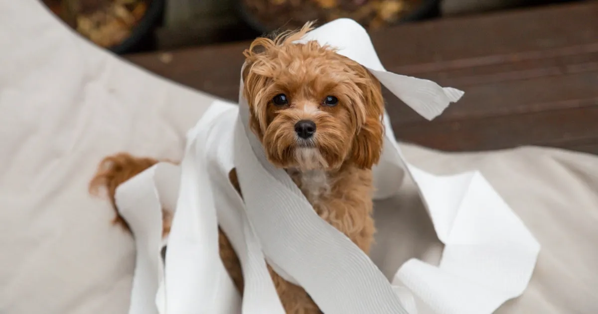 A playful Cavoodle puppy tangled in toilet paper, illustrating the challenges of early house training