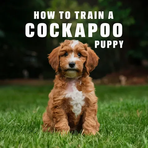A playful Cockapoo puppy with a vibrant red leash, looking attentively at its owner during a training session.