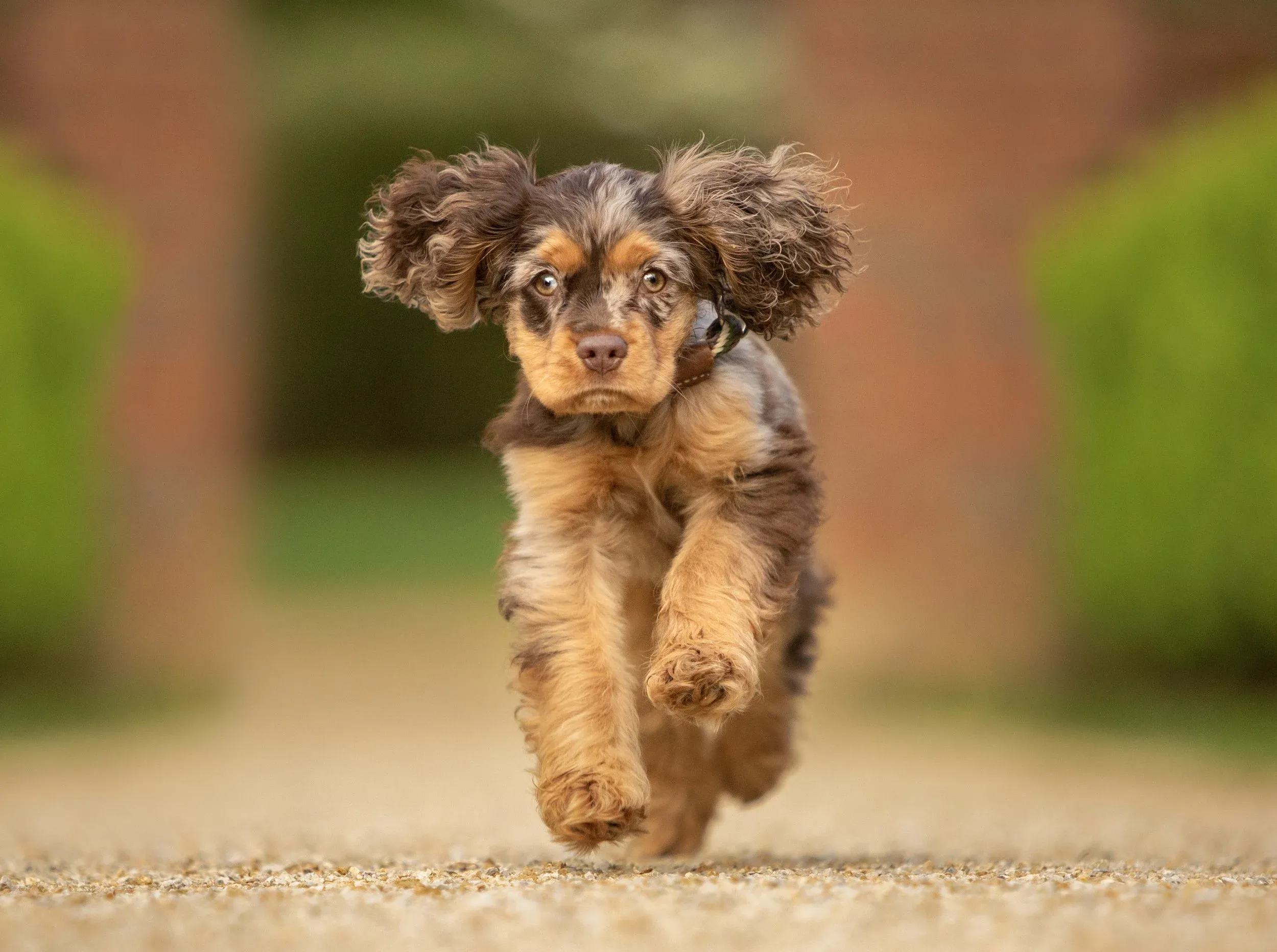 A playful Cocker Spaniel puppy running excitedly towards the camera, captured during a lively outdoor pet photography session