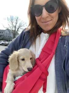 A playful cream-colored miniature dachshund puppy, Monkee, exploring in an outdoor setting.