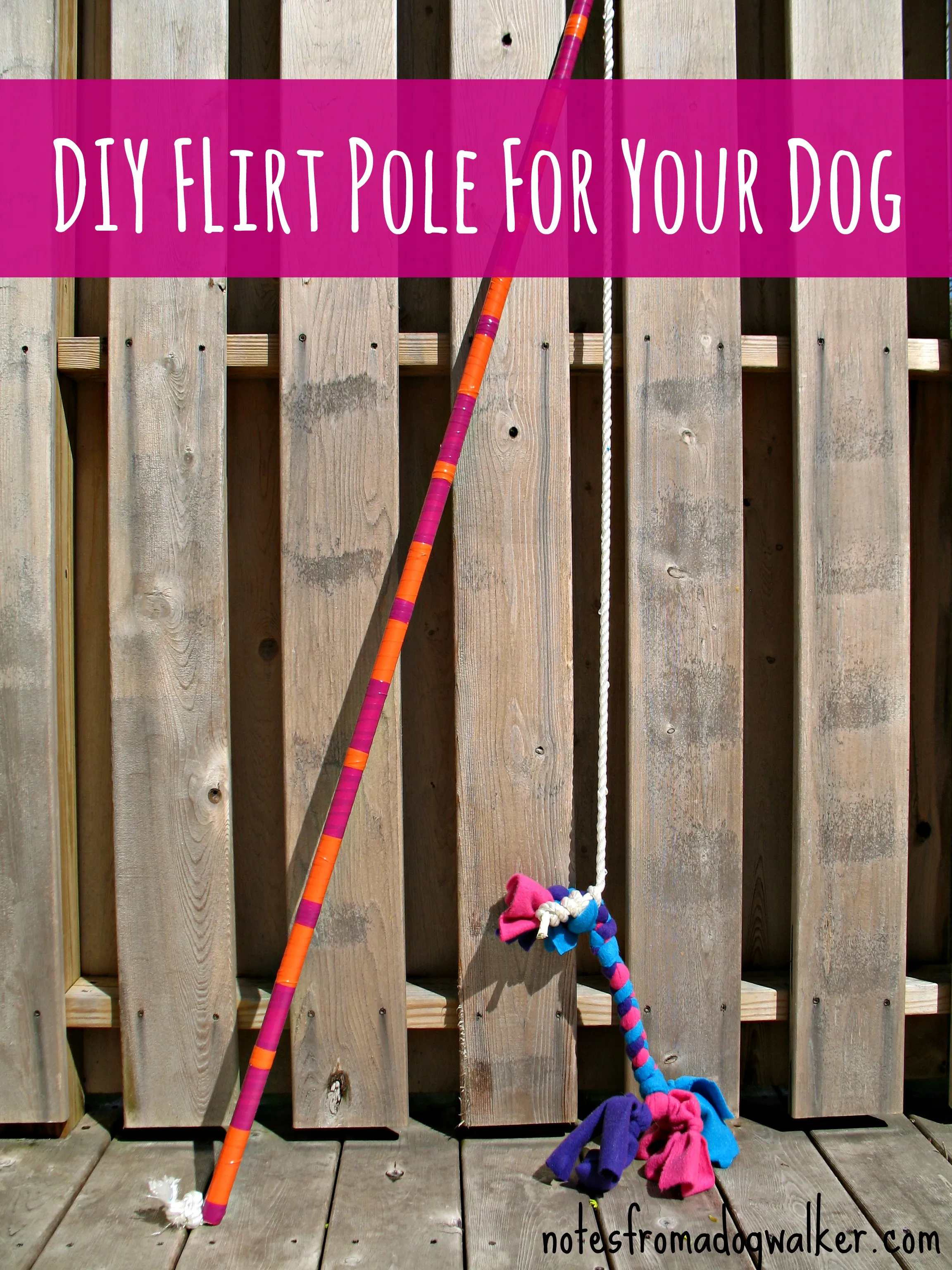A playful dog looking intensely at the flirt pole lure, ready for action