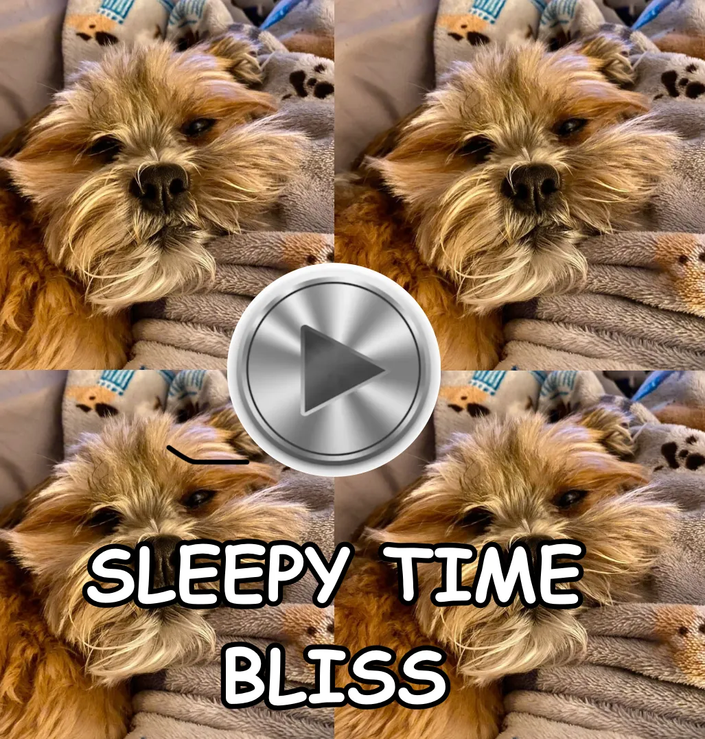 A playful dog running through a grassy area, looking happy and energetic