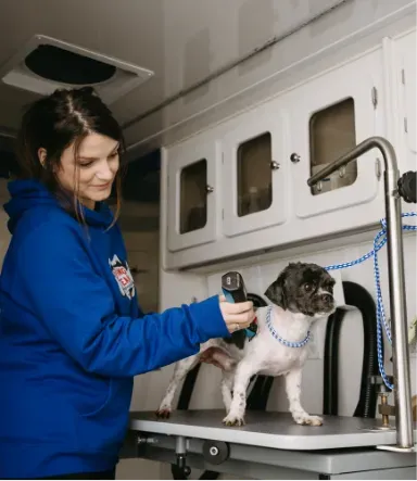 A playful dog wearing a vibrant red and blue sports jersey