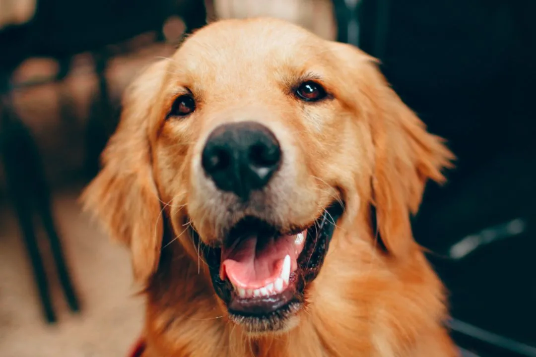 A playful Golden Retriever puppy sitting calmly with its owner, offering comfort and companionship.