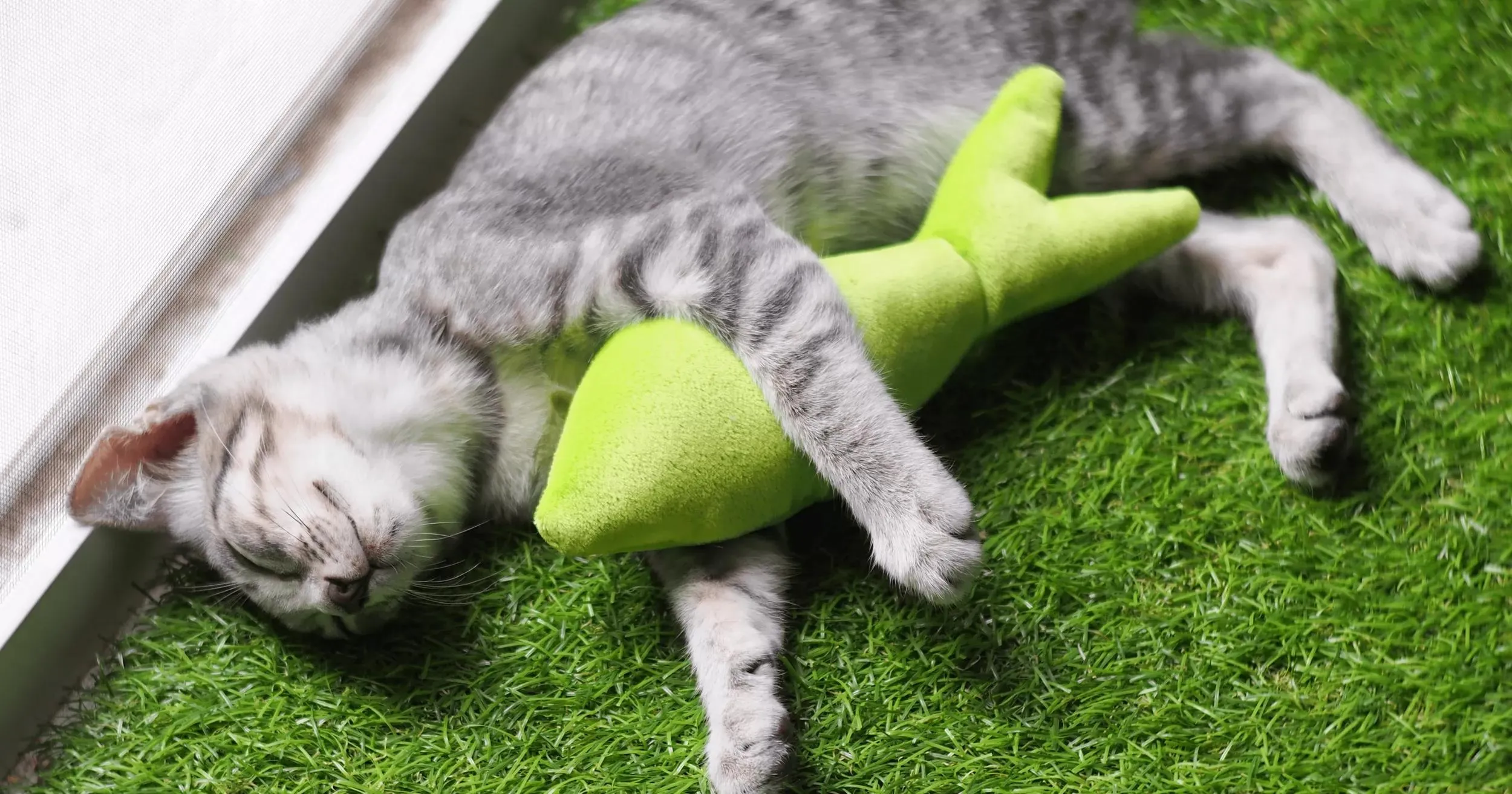 A playful grey kitten reaching out with a paw to bat at a yellow feather toy.
