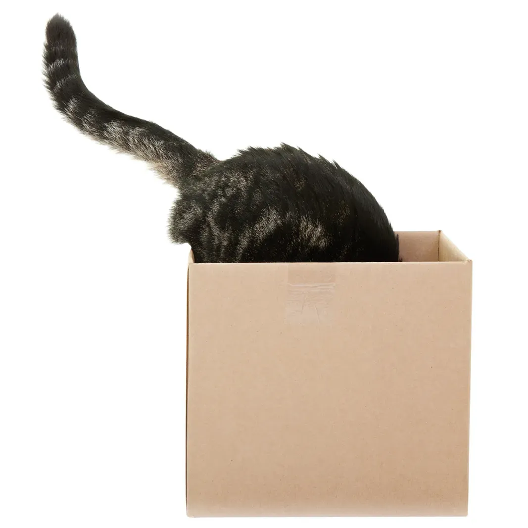 A playful kitten spinning to chase its twitching tail