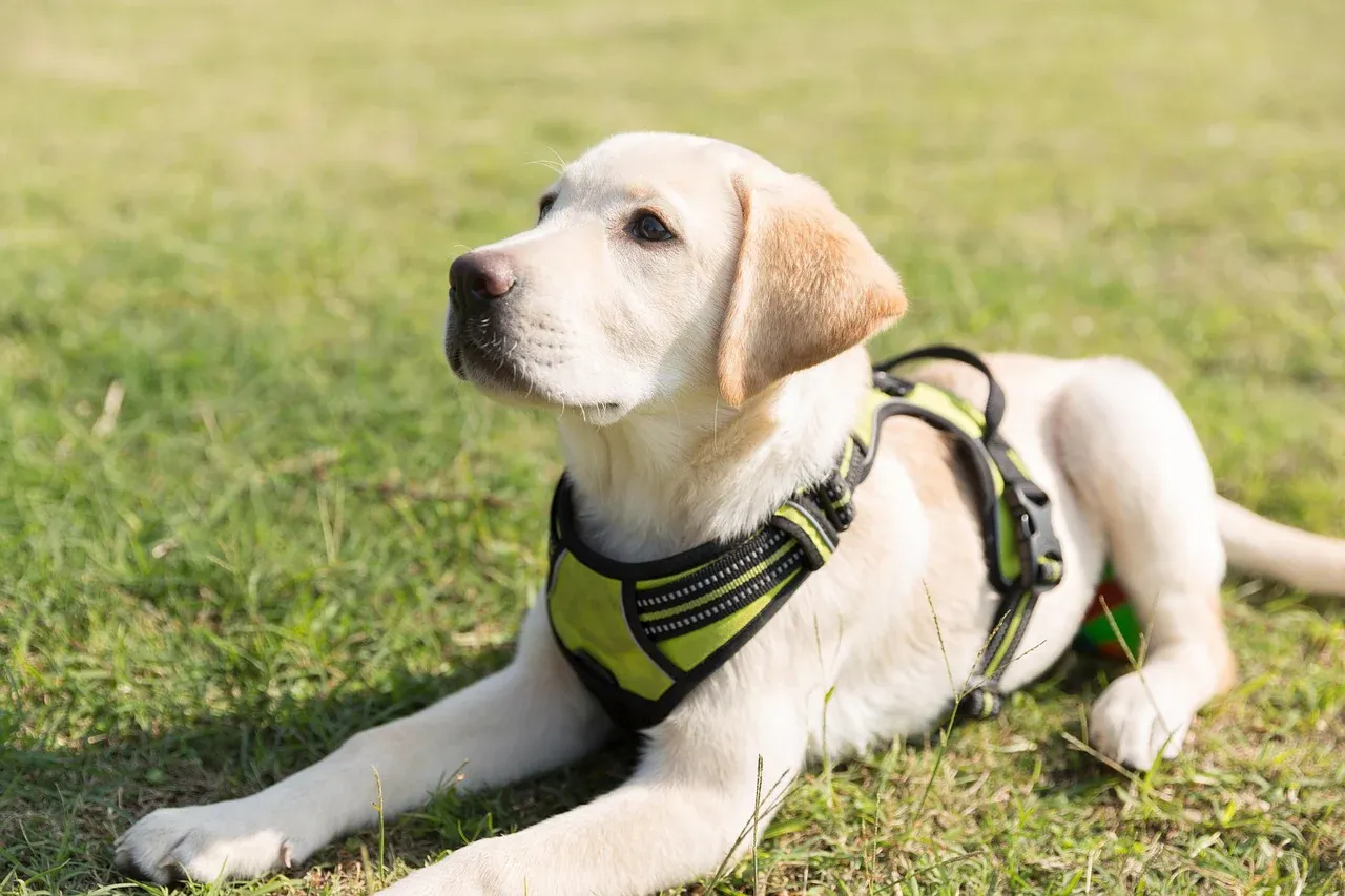 A playful Labrador puppy sitting outdoors