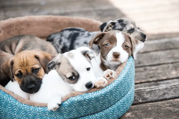 A playful litter of terrier mix puppies exploring a grassy area.