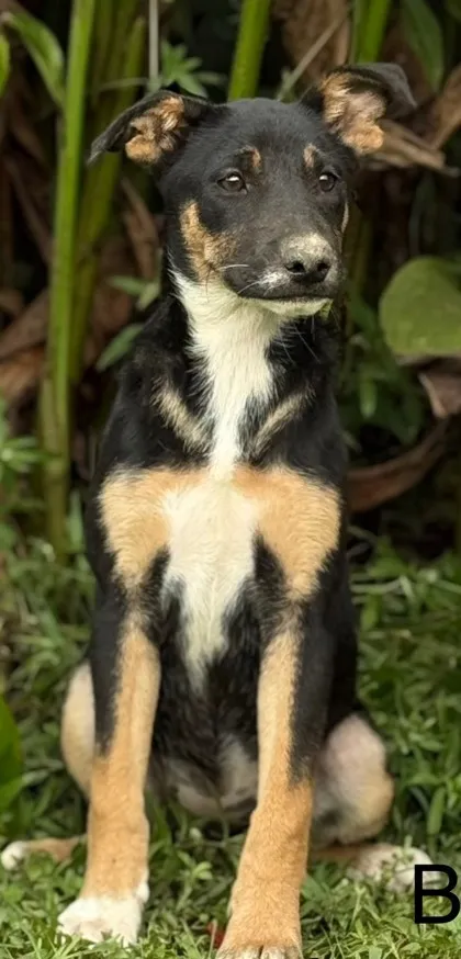 A playful mixed breed puppy named Berrie with light brown and white fur, looking inquisitively