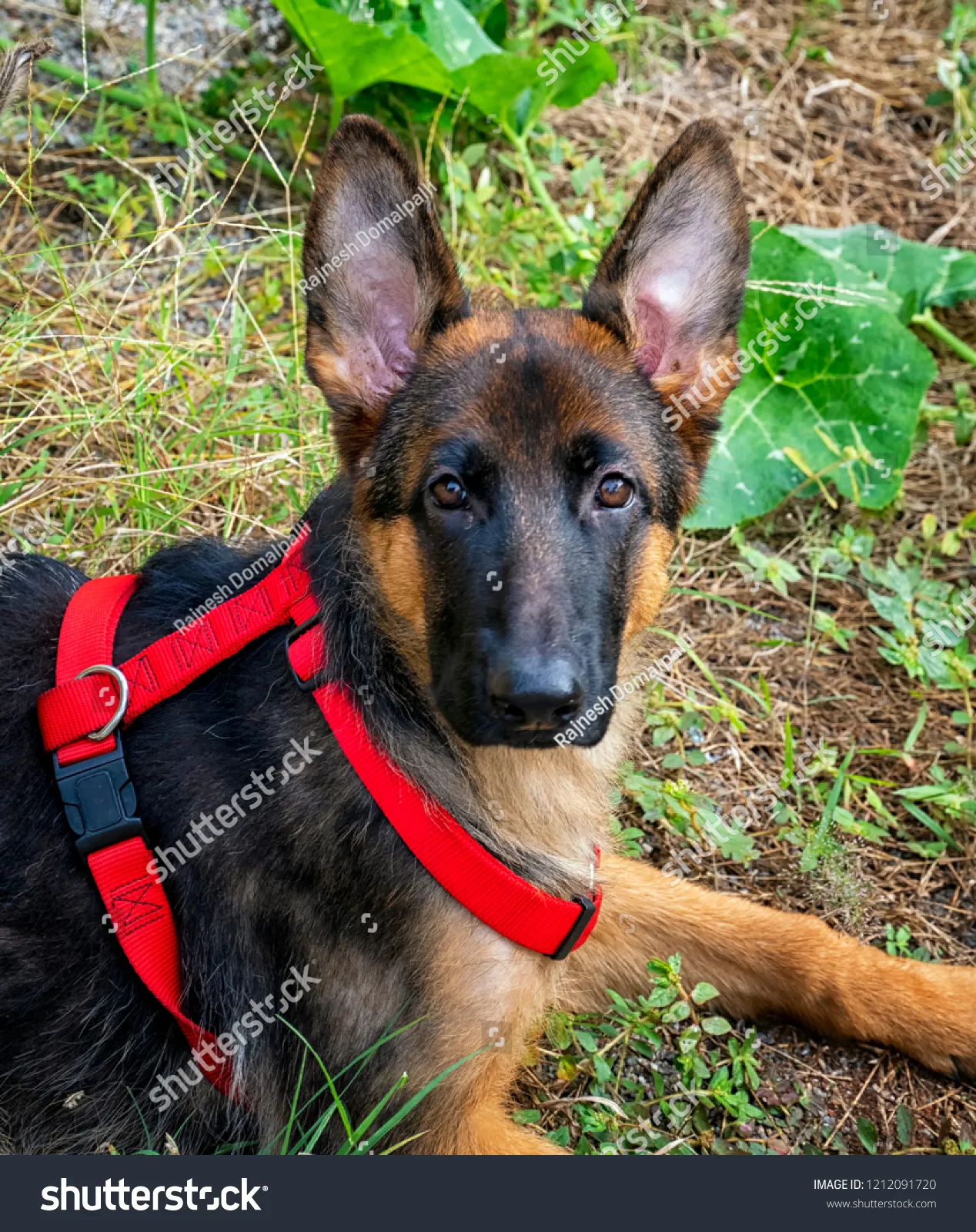 A playful one-month-old black and tan German Shepherd puppy with soft fur and developing markings, looking curious.
