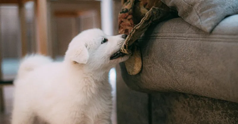 A playful puppy nipping at a hand during training