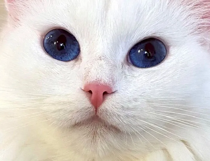A playful pure white Ragdoll cat, Shanelle, with blue eyes and a soft coat