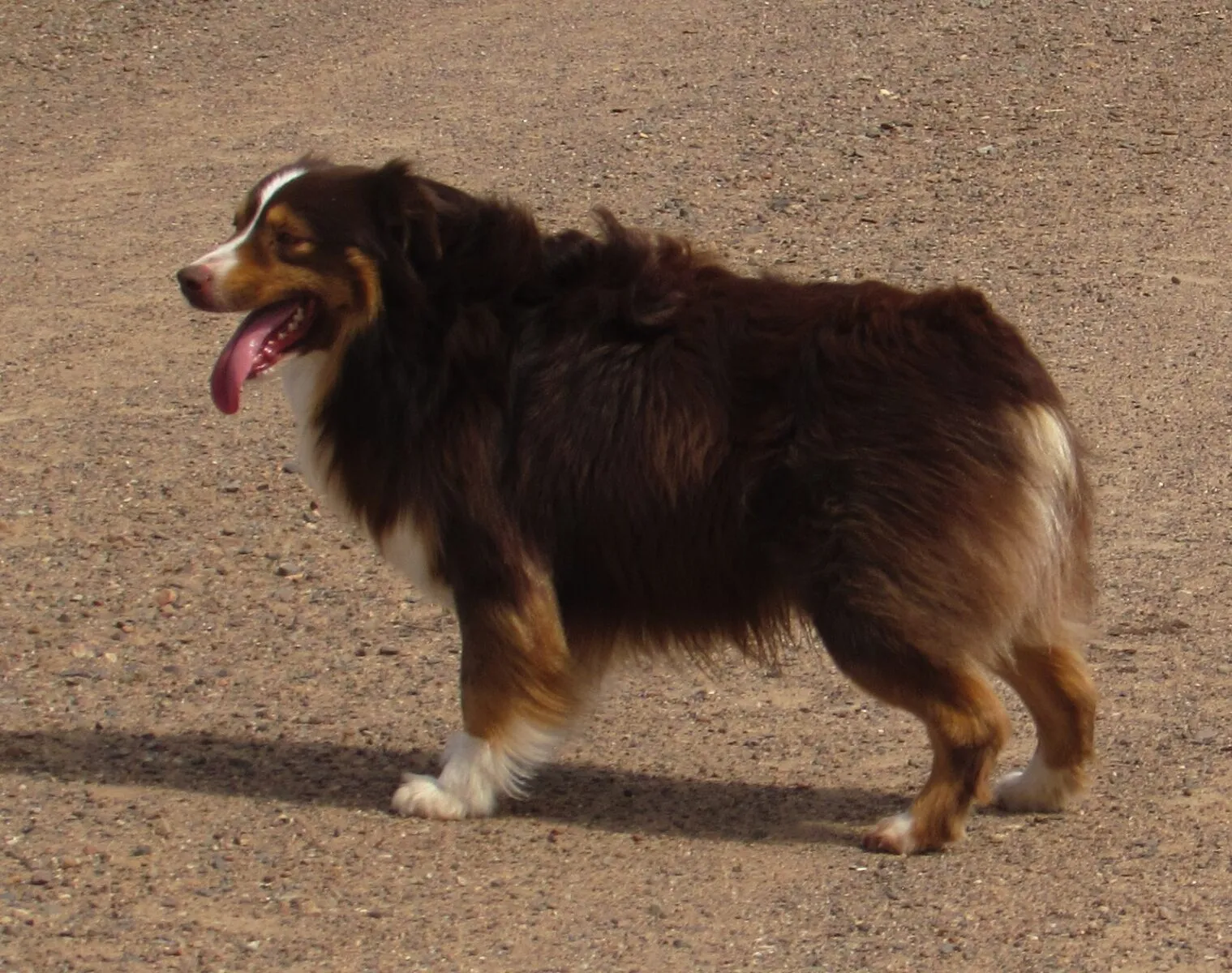 A playful red tri Miniature American Shepherd named Rudy with a bright smile