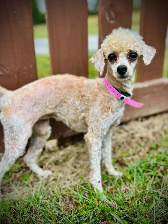 A playful Toy Poodle mix named Mia Rose with a long coat, looking friendly