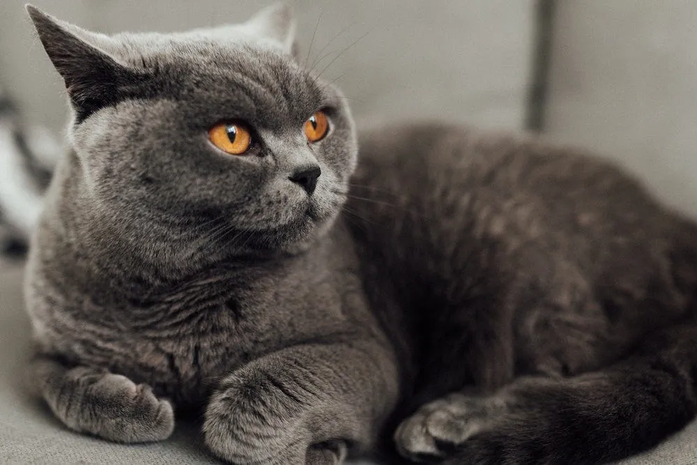A plush British Shorthair cat sitting calmly with a powerful, teddy-bear-like build